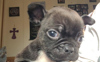 Black Colored Cute Smushy Smush Face Pups Boston Terrier for Powells Crossroads, TN