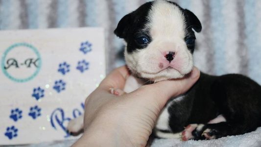 Seal Brindle And White Colored A-K Boston Terriers