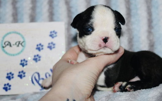 Seal Brindle And White Colored A-K Boston Terriers Boston Terrier for Ringgold, GA