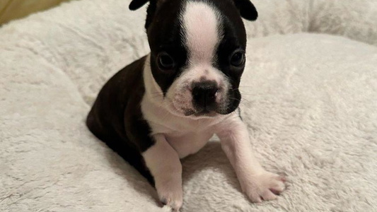 Black Brindle And White Colored Best Friend Bostons