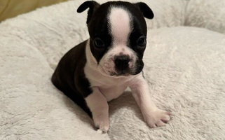 Black Brindle And White Colored Best Friend Bostons Boston Terrier for Brookville, OH