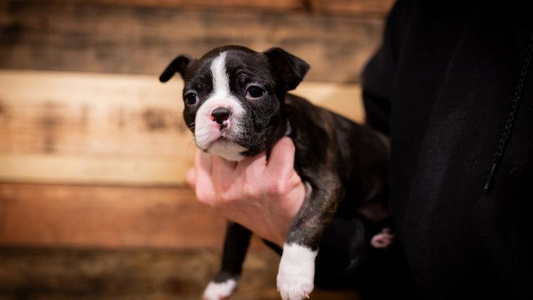 Black Brindle And White Colored Dixe Hill Dogs