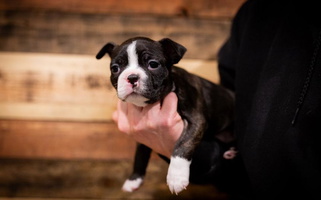 Black Brindle And White Colored Dixe Hill Dogs Boston Terrier for Conyers, GA