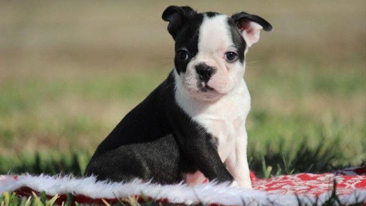 Black And White Colored Marti Acres ~ Boston Terrier & Beagles