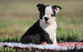 Black And White Colored Marti Acres ~ Boston Terrier & Beagles Boston Terrier for Lamar, MO