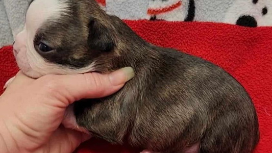 Black Brindle And White Colored JTBT Farm Boston Terriers