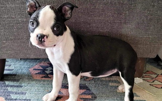 Black And White Colored Lujan Ranch Boston Terrier for Pahrump, NV