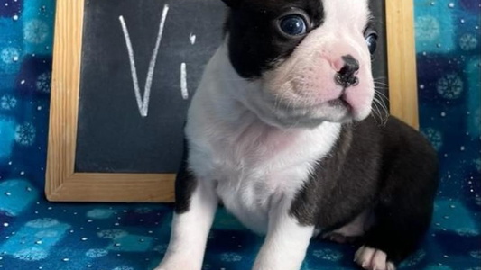 Black and White Colored Wind Hill Puppies