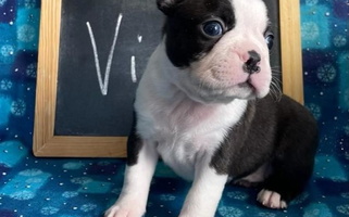 Black and White Colored Wind Hill Puppies Boston Terrier for Fillmore, IL