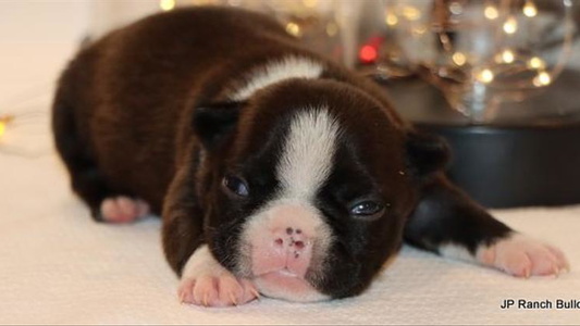 Black and Tan Colored JP Ranch Bulldogs