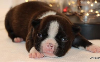 Black and Tan Colored JP Ranch Bulldogs Boston Terrier for Winnsboro, TX