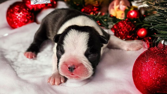 Black and Tan Colored Diamonds In The Ruff Boston Terriers