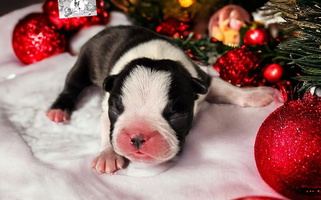 Black and Tan Colored Diamonds In The Ruff Boston Terriers Boston Terrier for Denver, CO