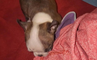 Brindle And White Colored Wisperin Pines Boston Terrier for Hull, IA