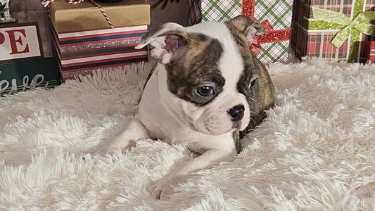 Black Brindle And White Colored Tellier's AKC Boston Terriers Missouri