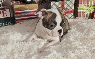 Black Brindle And White Colored Tellier's AKC Boston Terriers Missouri Boston Terrier for Longtown, MO