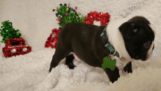 Black And White Colored Ford's Traditional and Colored Boston Terriers