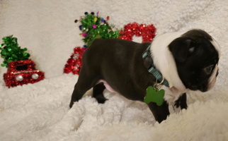 Black And White Colored Ford's Traditional and Colored Boston Terriers Boston Terrier for Gore, OK