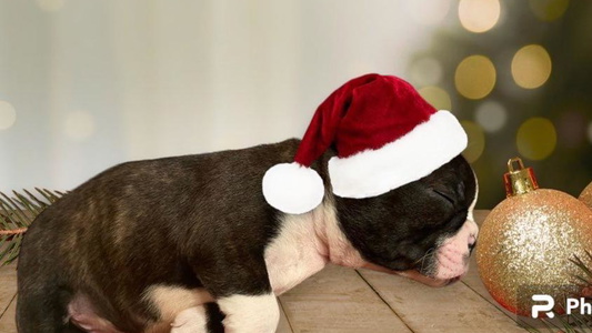 Black Brindle And White Colored Cute Bradley’s Bostons