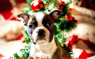 Black Brindle And White Colored Circle P's Boston Terriers Boston Terrier for Clarksville, TN