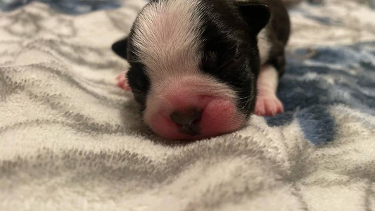 Black Brindle and White Colored Rock n bostons