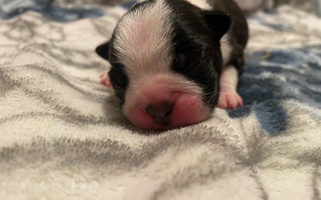 Black Brindle and White Colored Rock n bostons Boston Terrier for Rowland Heights, CA