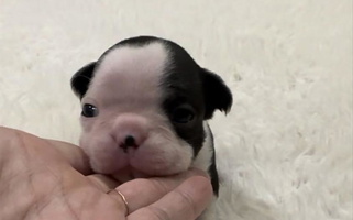 Black And White Colored Bishop's Bostons Boston Terrier for Leighton, AL