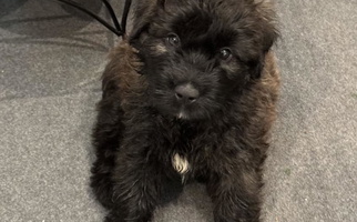 Black Colored Gouden Bouvier Bouvier des Flandres for Lakeland, FL