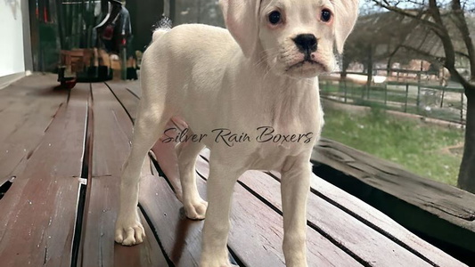 White Colored Silver Rain Boxers