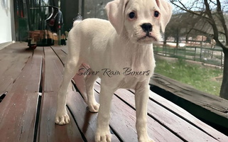 White Colored Silver Rain Boxers Boxer for Lafayette, TN