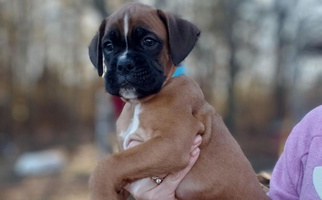 Fawn Colored Cute SmashBox Kennel Boxer for Piedmont, SC