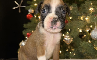 Fawn Colored Cute Bre’s Boxers Boxer for Prestonsburg, KY