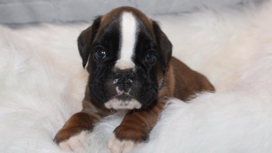 Fawn Colored Cute Hillview Kennels Boxers