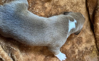 Fawn Colored Bundles of Boxers Boxer for Attleboro, MA