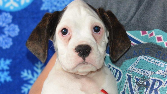 White Colored Sweet Mt Valley Boxers