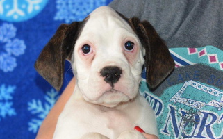 White Colored Sweet Mt Valley Boxers Boxer for Forest City, IA