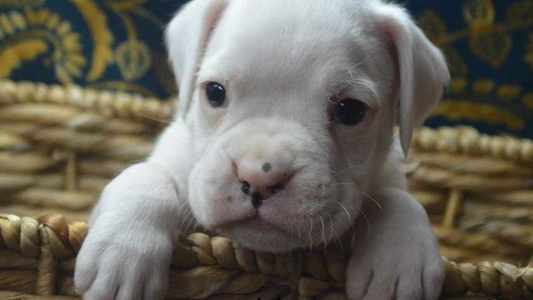 White Colored Cute Lieben Boxers