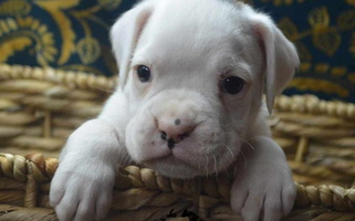 White Colored Cute Lieben Boxers Boxer for Earlsboro, OK