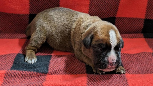 Fawn Colored Adorable Stillwater Kennel