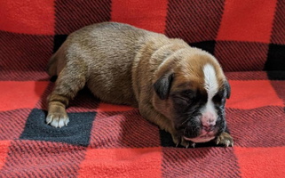 Fawn Colored Adorable Stillwater Kennel Boxer for Anderson, SC