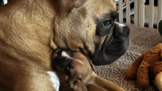 Brindle Colored Agape Boxers