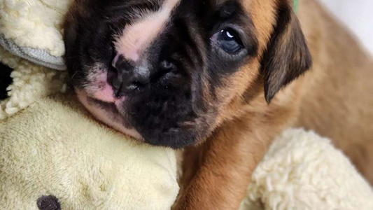 Fawn Colored Pick A Pup Boxers