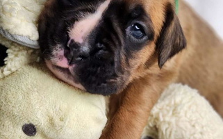 Fawn Colored Pick A Pup Boxers Boxer for Aurora, MO