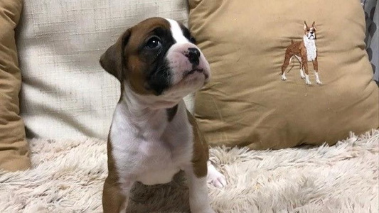 Fawn Colored Cinnamon Girl's Boxers