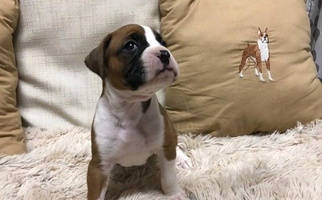 Fawn Colored Cinnamon Girl's Boxers Boxer for Atlanta, GA