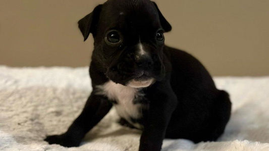 Brindle Colored Shamrock's Boxers