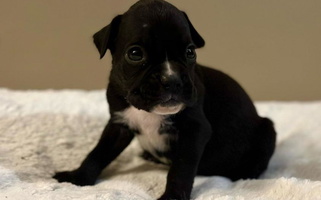 Brindle Colored Shamrock's Boxers Boxer for Watervliet, NY