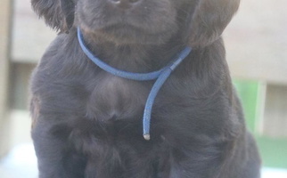 Black Colored Triple Creek Kennel Boykin Spaniel for Capron, VA