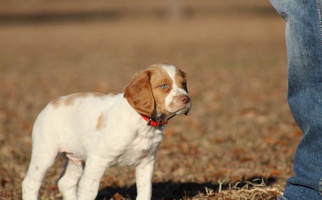 Orange And White Colored Edenbright Brittanys Brittany for Jesup, GA