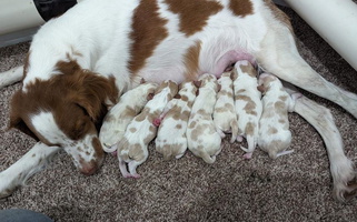 Orange and White Colored Cute Center Ridge Brittanys Brittany for Emmett, MI